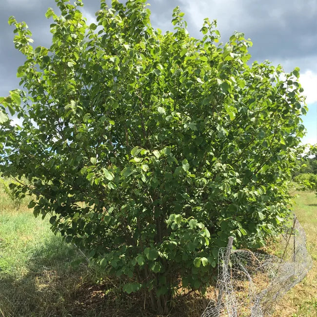 Corylus Avellana 'Lambert' (Hazelnut Lambert)