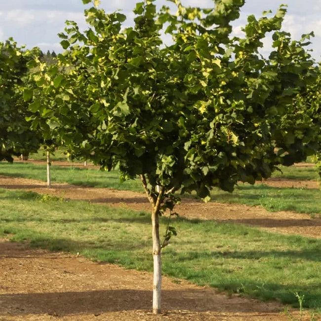 Corylus Avellana 'Red Aveline' (Hazelnut Red Aveline)