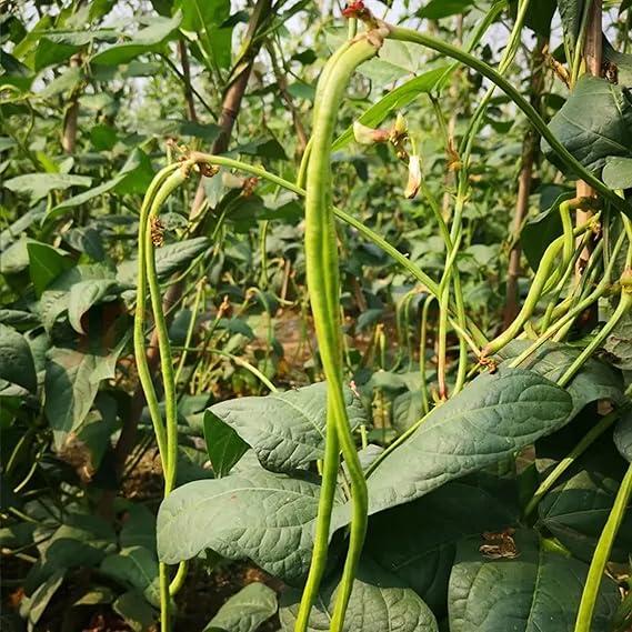 Vigna unguiculata subsp. sesquipedalis (Snake Bean)