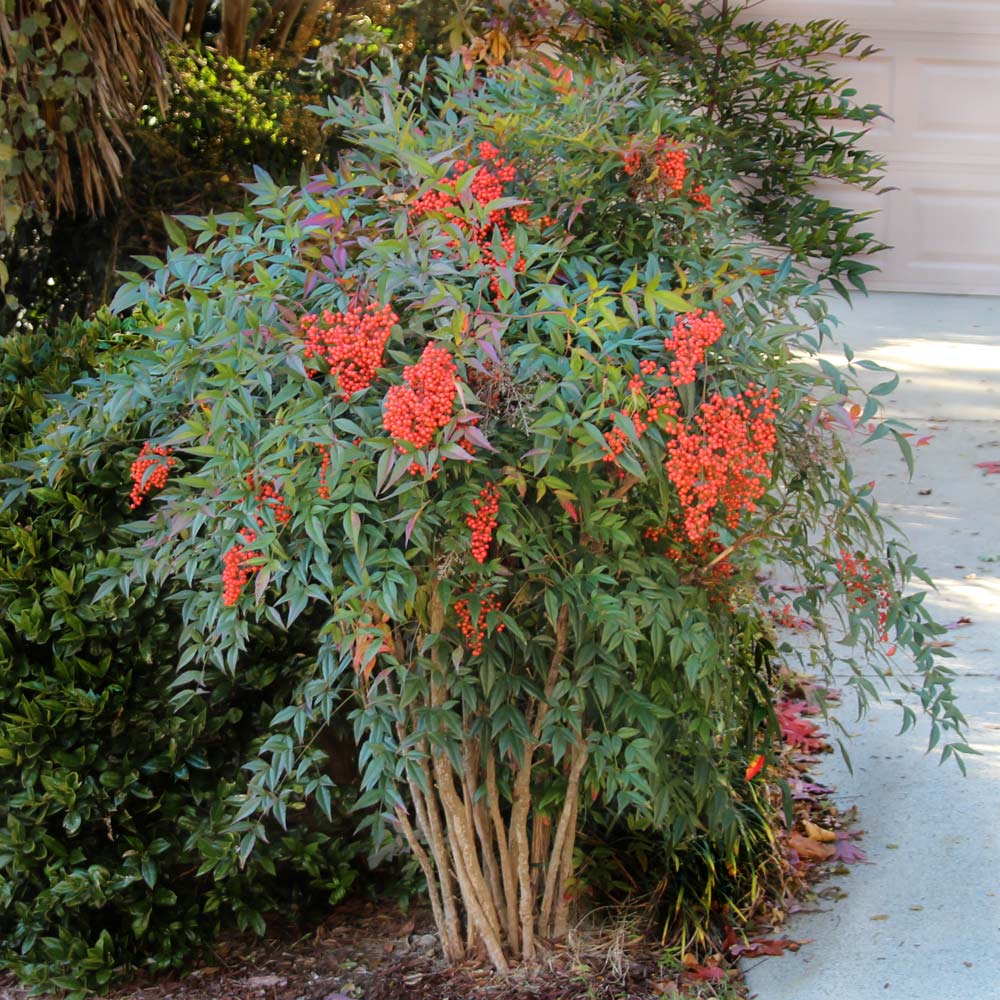 Nandina Domestica (Heavenly Bamboo)