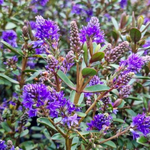 Hebe Hybrida 'Never Ending Glory' (Never Ending Glory Hebe)