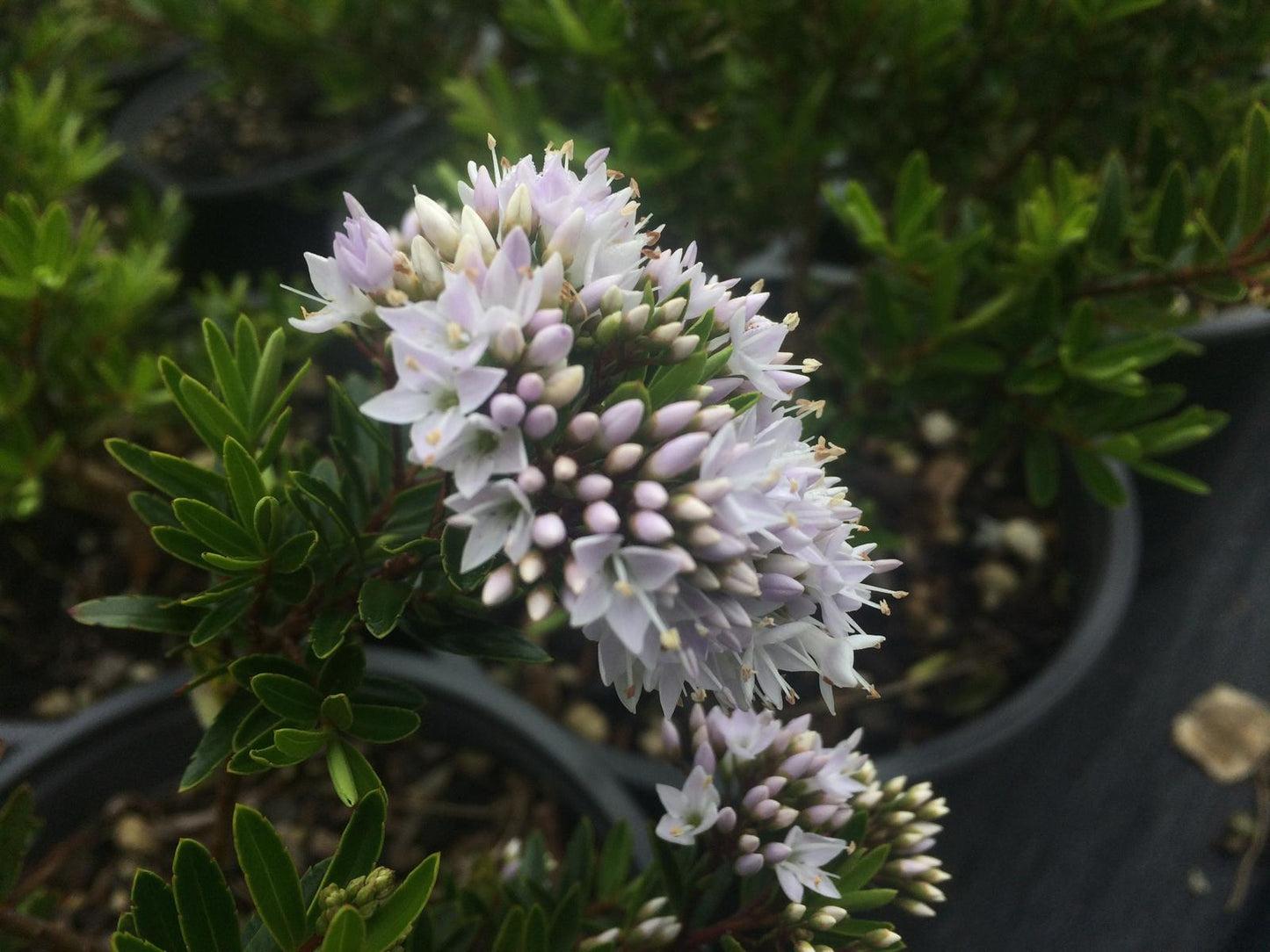 Hebe Diosmifolia ‘Garden Beauty’ (Box-Leaf Hebe)
