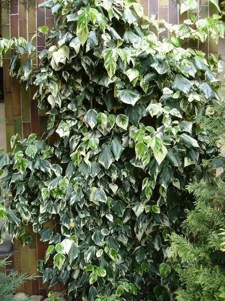 Hedera Canariensis (Variegated Large Leaf Ivy)