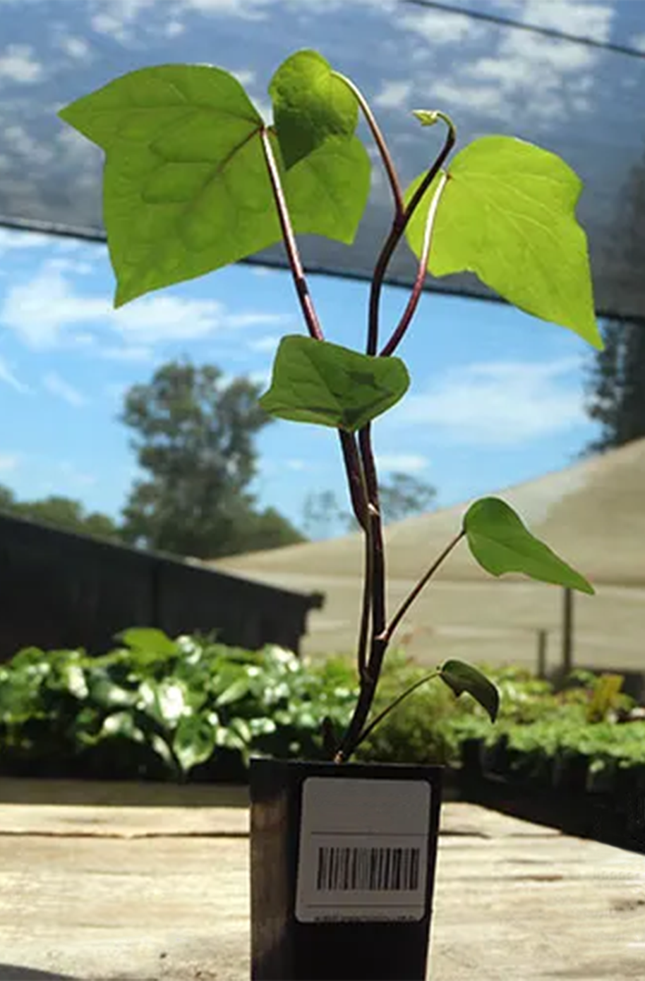 Hedera Canariensis (Canary Island Ivy) Tripod