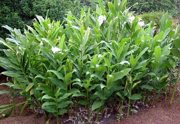 Hedychium Coronarium (White Ginger Lily)