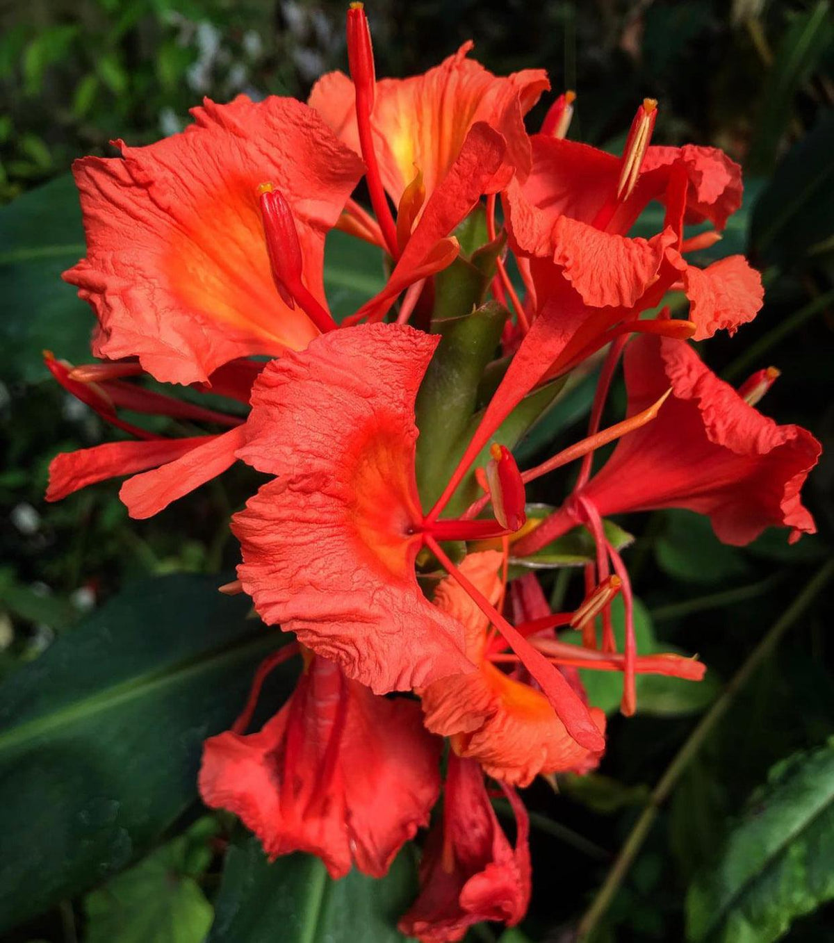 Hedychium Greenii (Green Ginger)