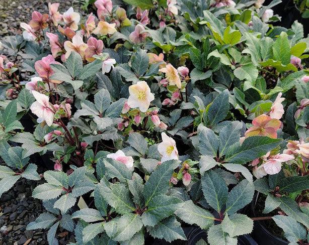 Helleborus × Ericsmithii HGC® ‘Shooting Star’ (Hellebore)