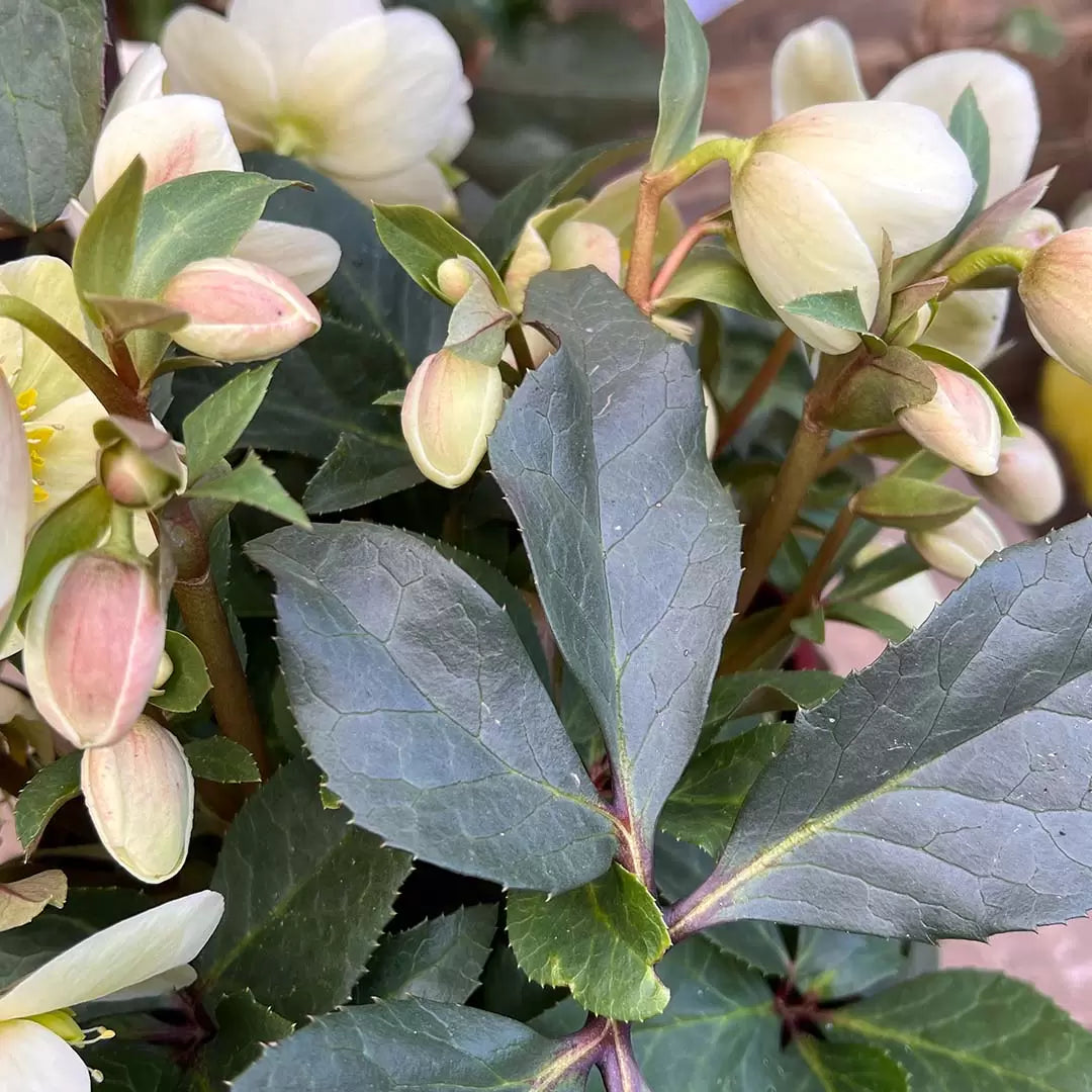 Helleborus × Glandorfensis 'Marlon' (Gold Collection® Marlon Lenten Rose)