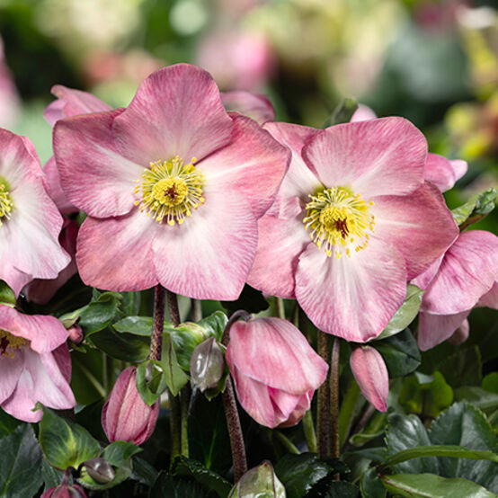 Helleborus × Lemperii ‘Winter Ballet Katie’ (Hellebore)