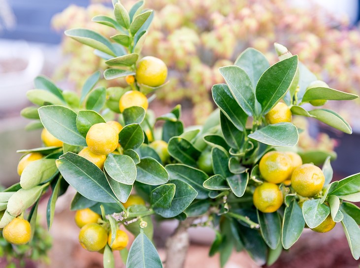 Citrus limon ‘Lemonicious’ (Lemonicious Lemon)
