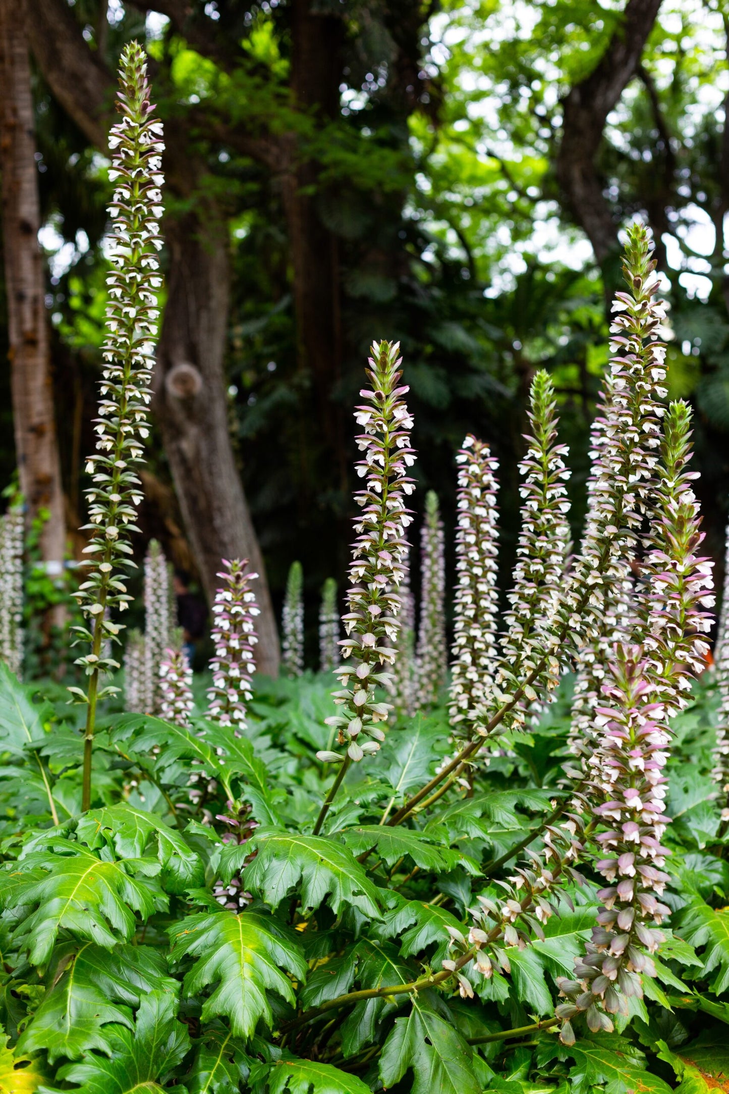 Acanthus Mollis (Oyster Plant)
