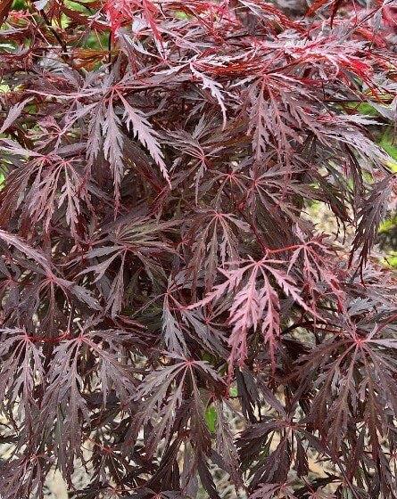 Acer Palmatum Dissectum 'Crimson Queen' (weeping)