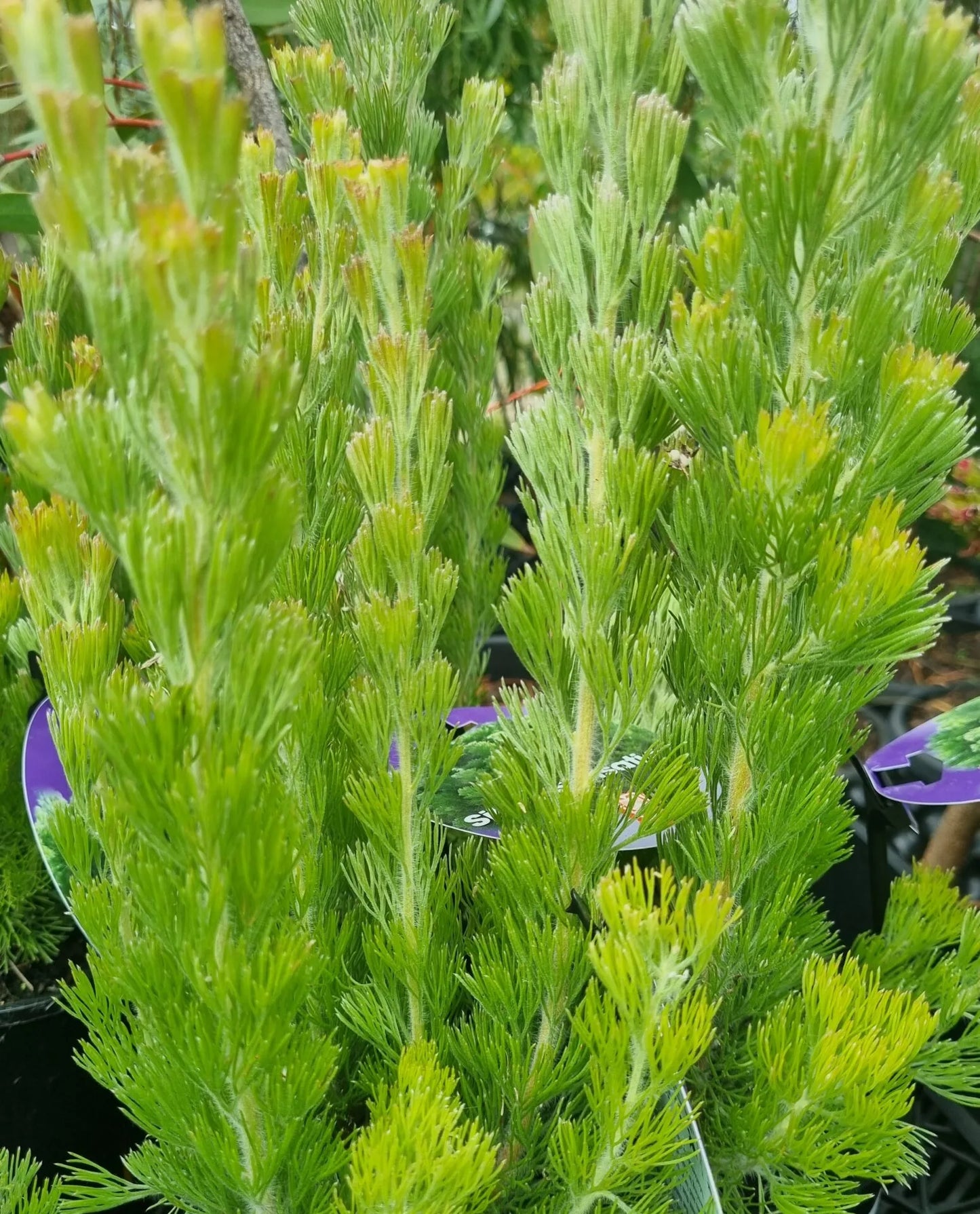 Adenanthos Sericea (Silver Sensation)