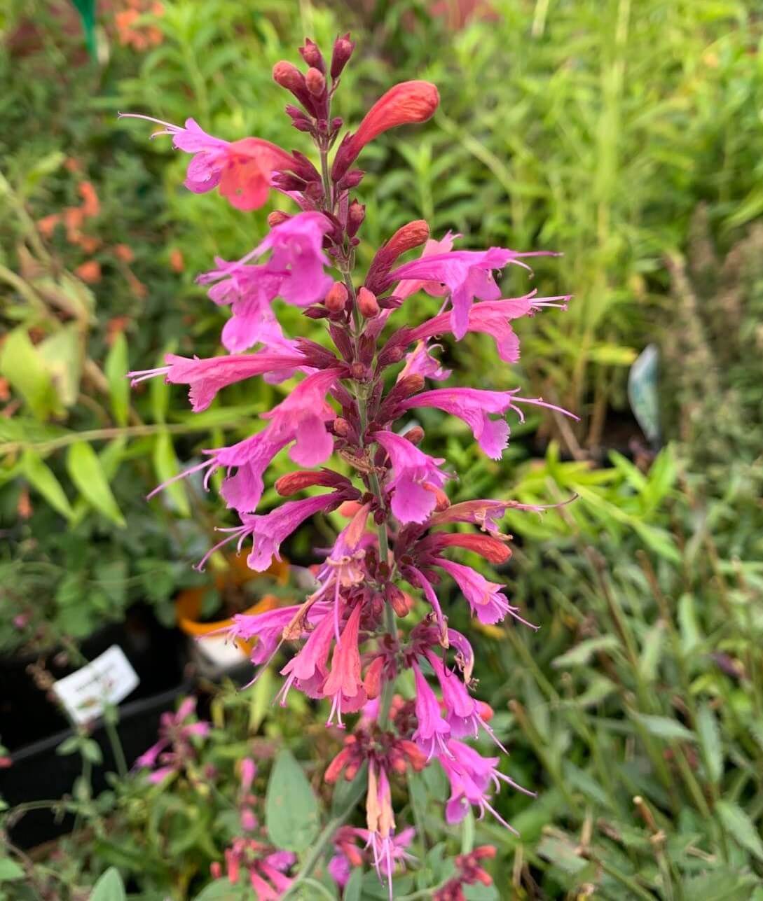 Agastache Forever Summer Berry (Berry-Coloured Hyssop)