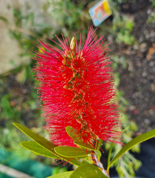 Callistemon Citrinus 'Harkness'
