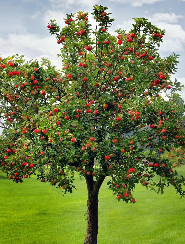 Malus Domestica 'Red Delicious' (Semi-Dwarf Red Delicious Apple)