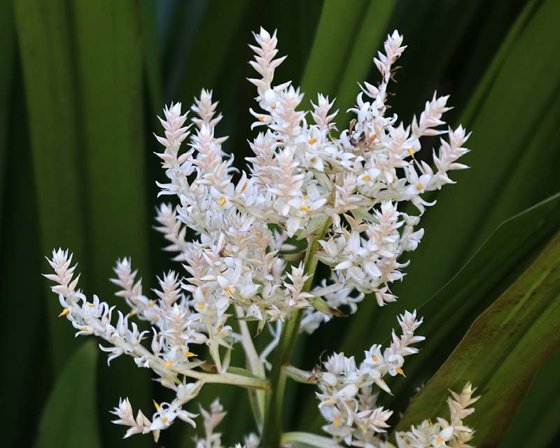 white lily stream Helmholtzia Glaberrima (Stream Lily) – Lush Tropical Beauty