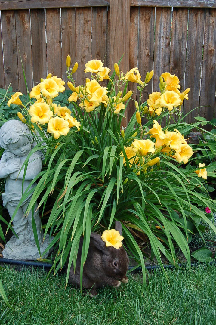 Hemerocallis 'Stella De Oro' (Stella De Oro Daylily)