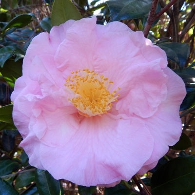 Camellia japonica ‘Henry E Huntington’