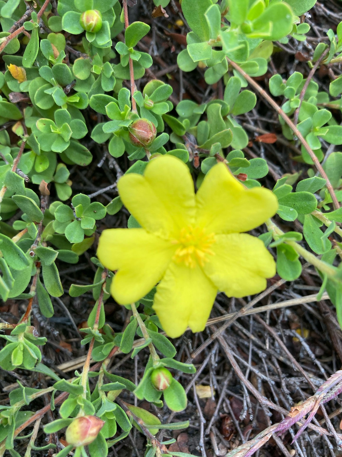 Hibbertia Diffusa (Wedge Guinea Flower)