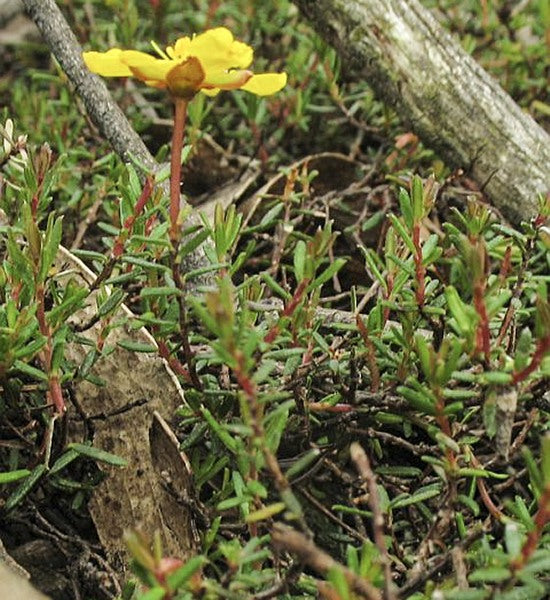 Hibbertia Pedunculata (Trailing Guinea Flower)