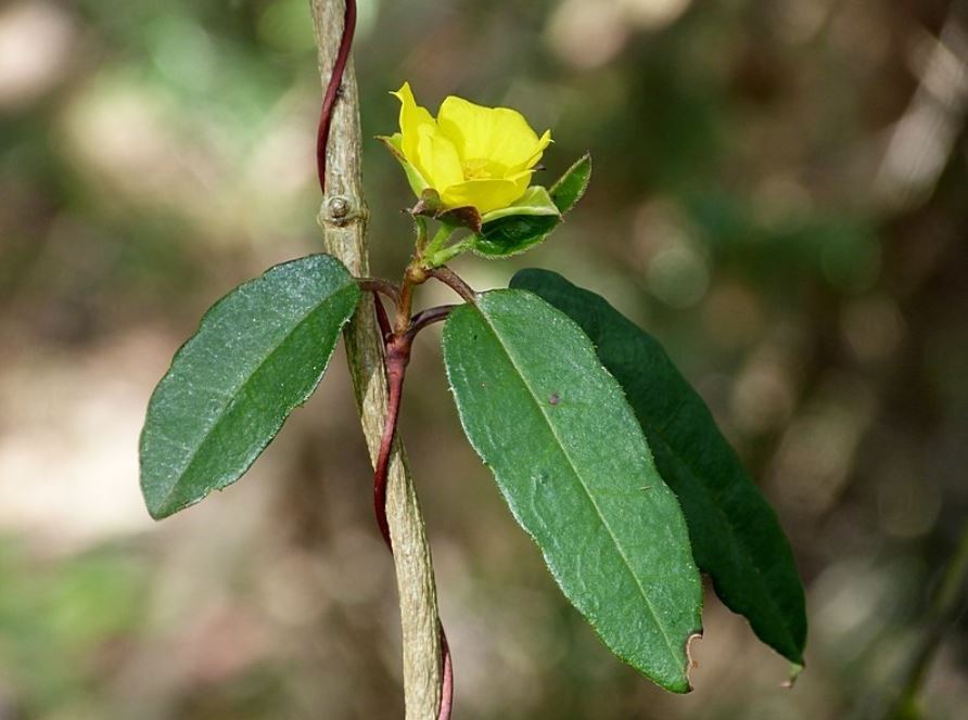 Hibbertia Dentata (Trailing Guinea Flower)