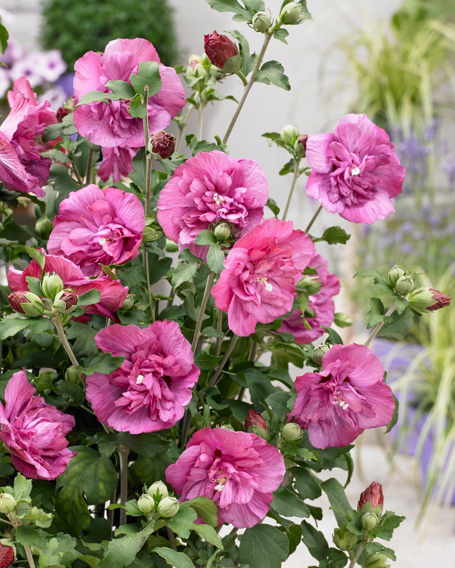 Hibiscus Mutabilis (Rose of Sharon)