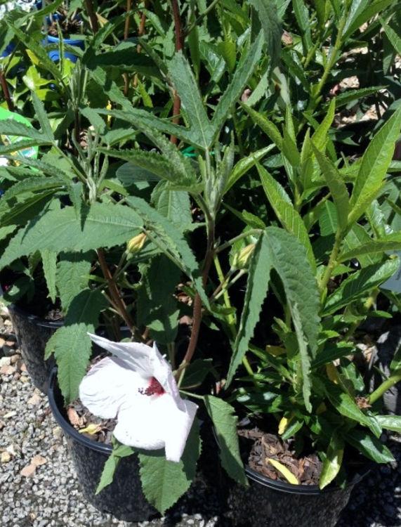 Hibiscus Rosa-Sinensis ‘Aussie Pearl’ PBR (Hibiscus Aussie Pearl PBR)