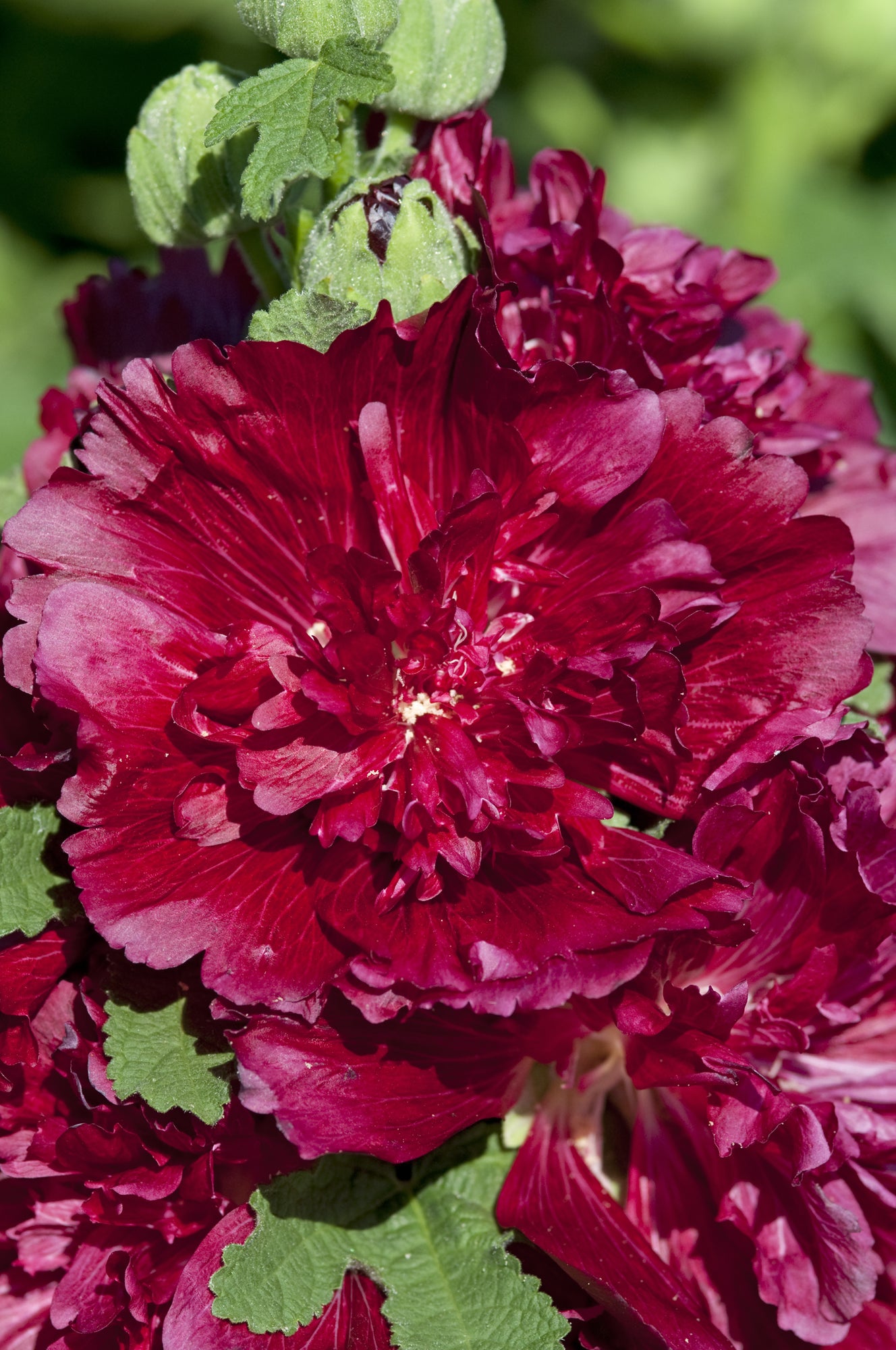Alcea Rosea ‘Spring Crimson’ (Spring Crimson Hollyhock)