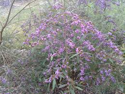Hovea Acutifolia (Pointed-Leaf Hovea)