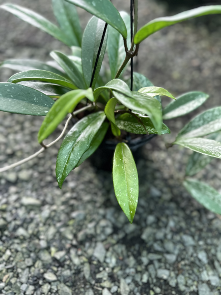 Hoya Pubicalyx (Wax Plant)