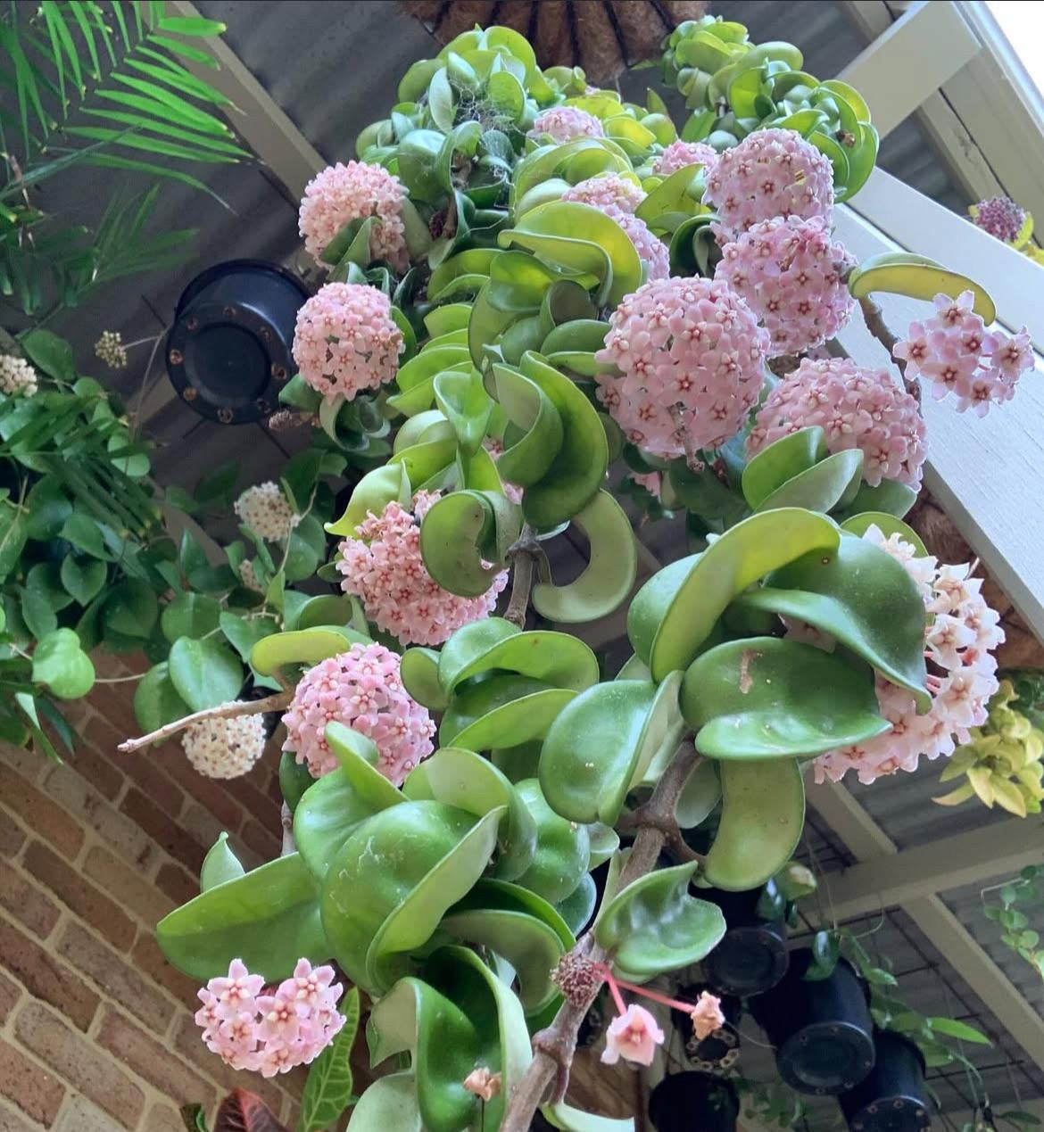 Hoya Carnosa (Wax Plant)