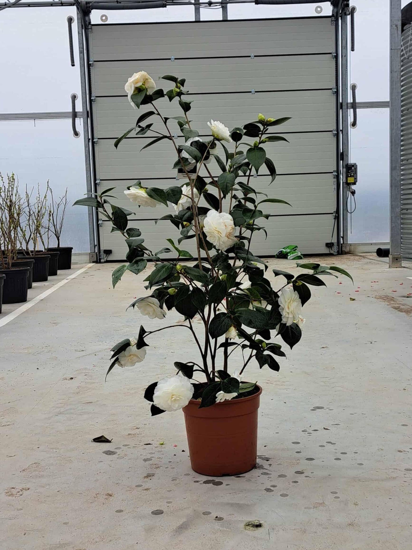 Camellia Japonica ‘Man Size’ (Man Size Camellia Balls)