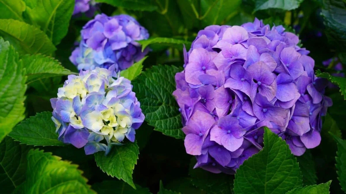 Hydrangea macrophylla – Bigleaf Hydrangea
