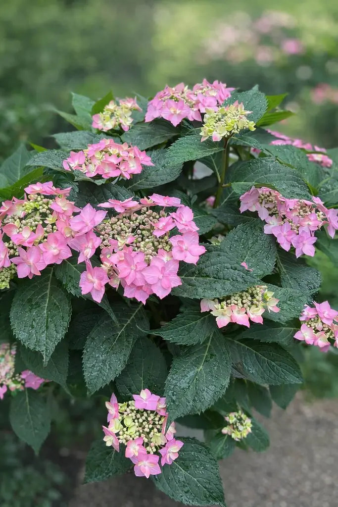 Hydrangea ‘Trail Blazer™ Pink’