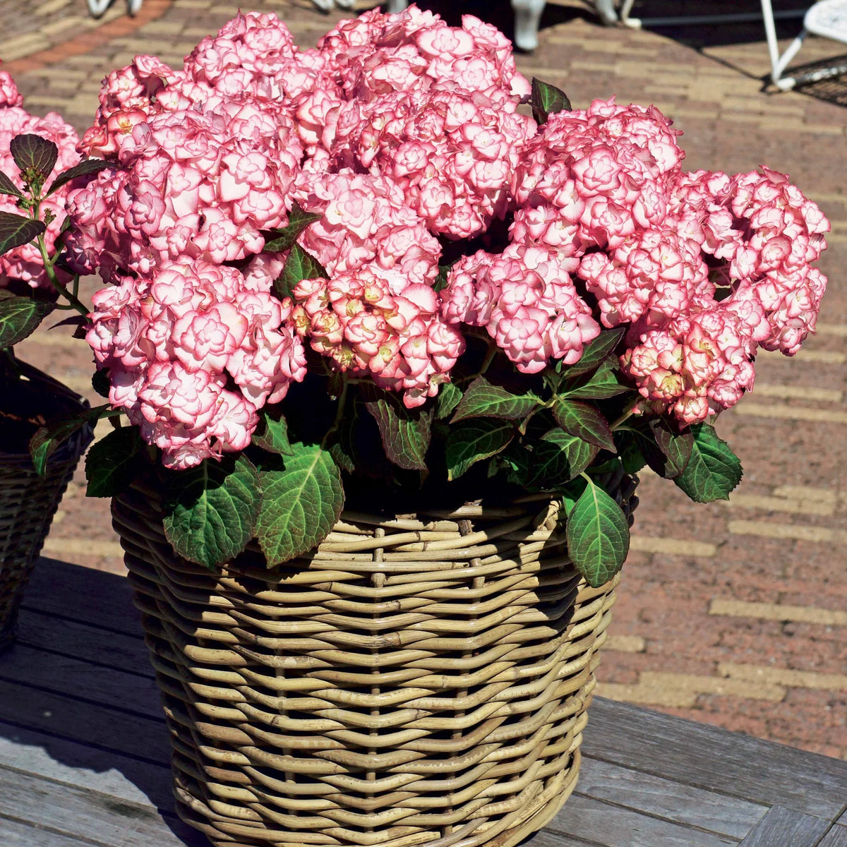 Hydrangea Macrophylla ‘Miss Saori’ (H2002) PBR