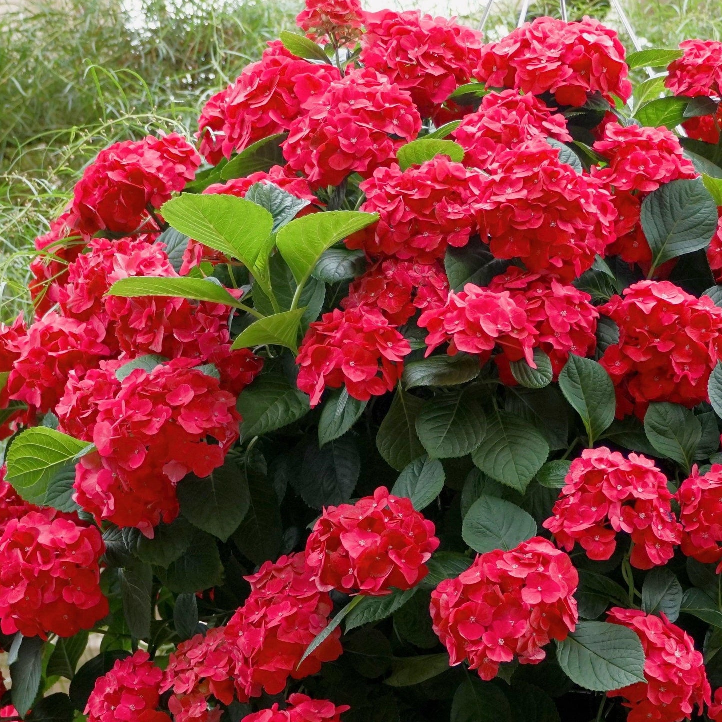 Hydrangea Macrophylla 'Red' (Red Hydrangea)