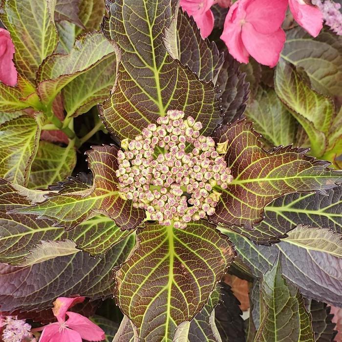 Hydrangea Macrophylla ‘Tuxedo Pink’ (Tuxedo Pink Hydrangea)