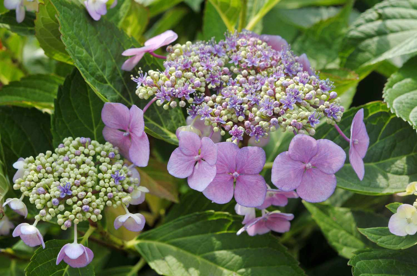 Hydrangea ‘Oriental Lace’ (Oriental Lace Hydrangea)