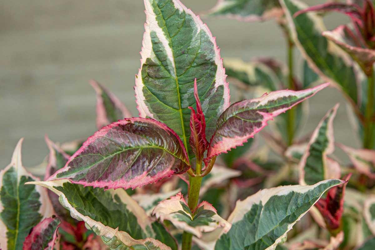 Hydrangea Macrophylla ‘Tuxedo Pink’ (Tuxedo Pink Hydrangea)