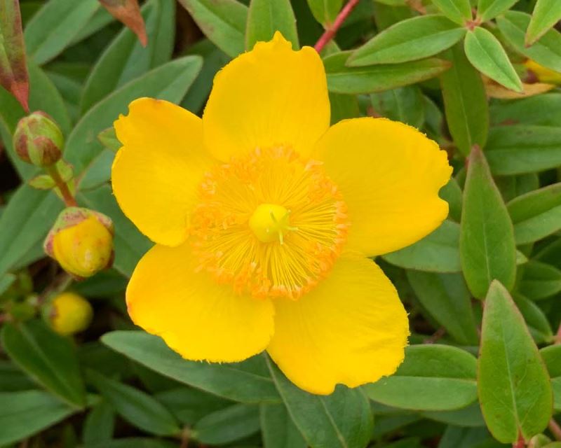 Hypericum patulum ‘Henryii’ (St John’s Wort)