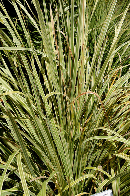 Lomandra hystrix (LMV200) ‘Lucky Stripe™’ PP26,418