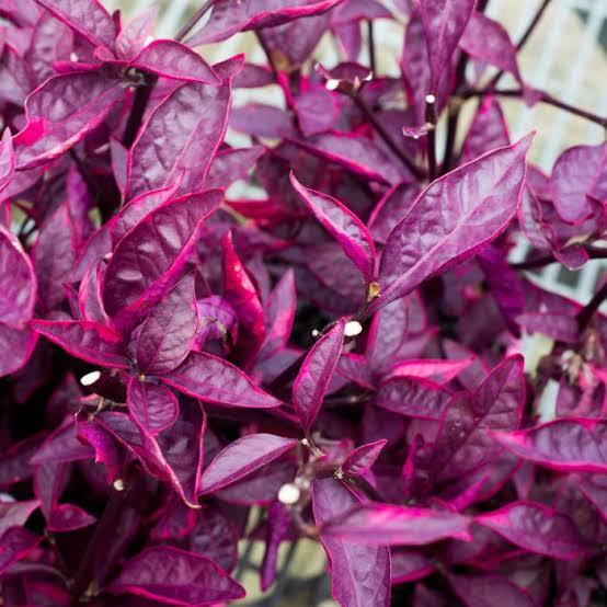 Alternanthera Dentata (Brazilian Red) PBR (Brazilian Red Hots™)