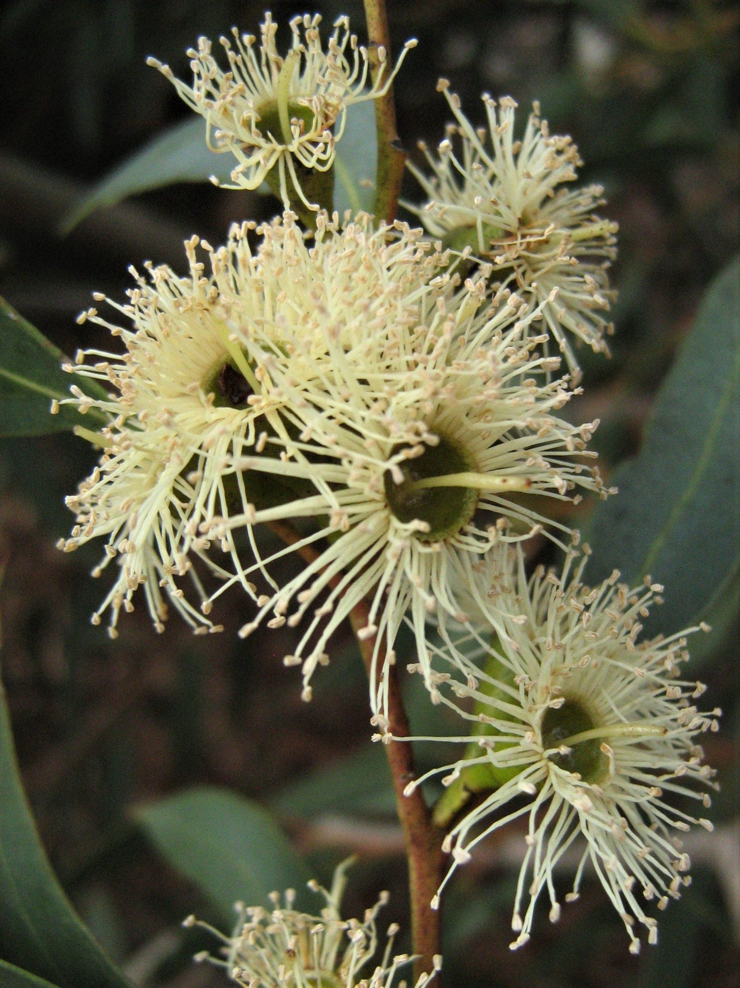 Eucalyptus Moluccana (Grey Box)