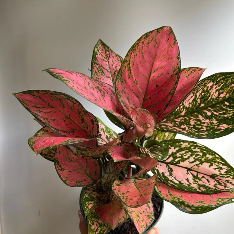 Aglaonema ‘Anyamanee’ (Chinese Evergreen)