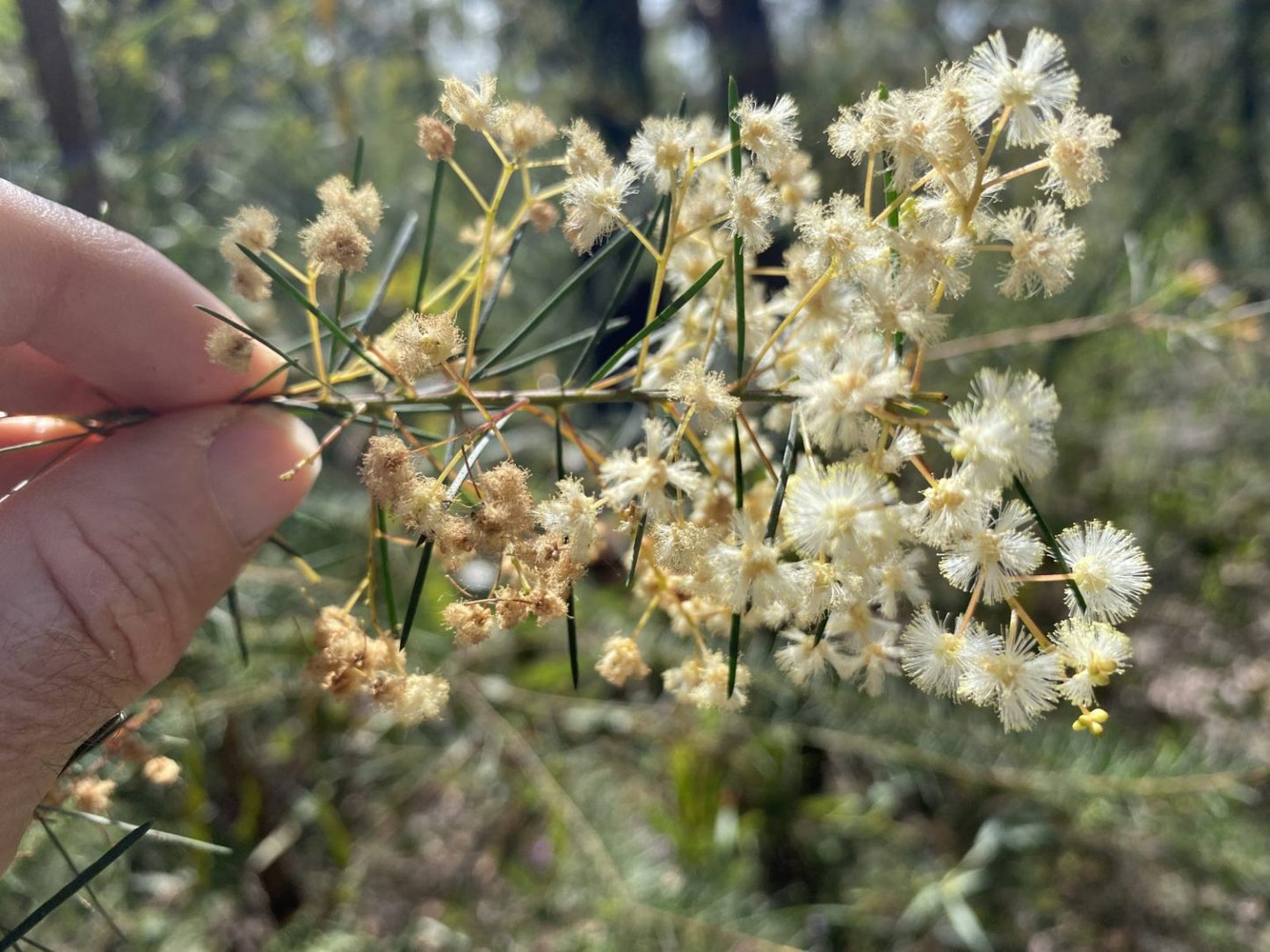 Acacia linifolia (Flax Wattle)