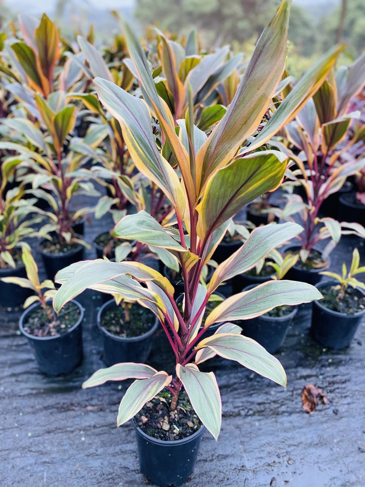 Cordyline Fruticosa (Early Morning Diamond)