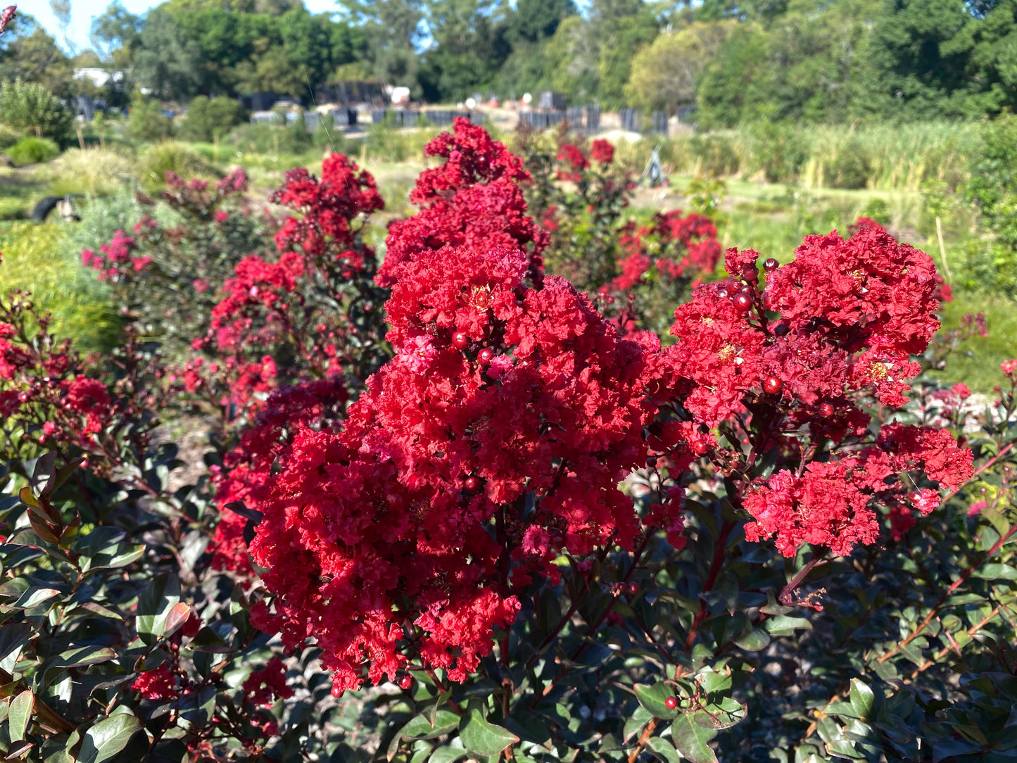 Lagerstroemia Indica x Fauriei ‘Grande Red’ (Grande Red™ Crepe Myrtle)