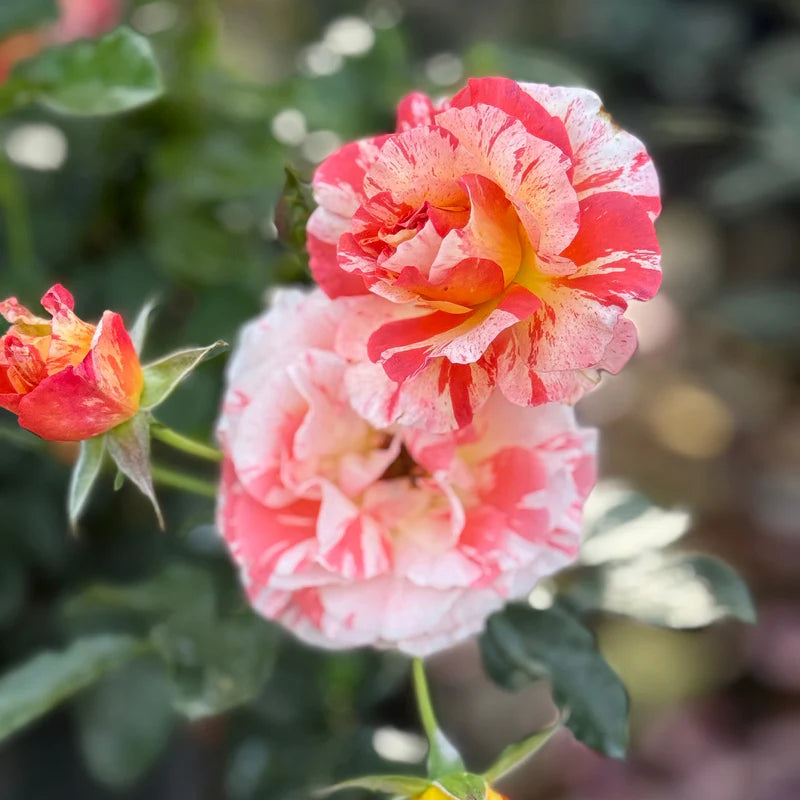 Rosa ‘Alfred Sisley’ (Delbard Rose)