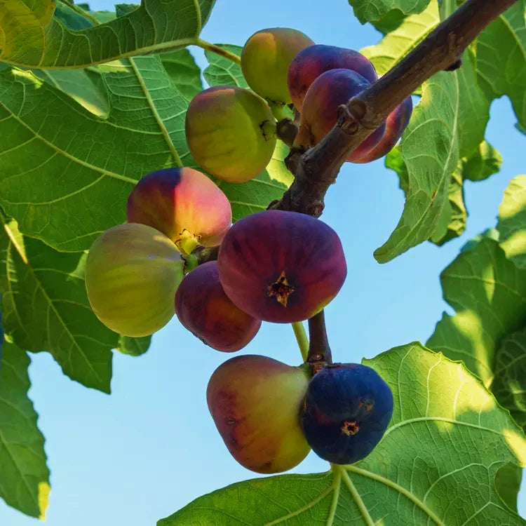Ficus Carica (Preston Prolific Fig)